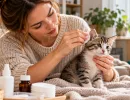 Как быстро вылечить лишай у котенка дома и не заразиться всей семьей: честная инструкция