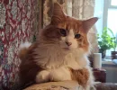 Не кошки, а стойкие долгожители: живут по 20-22 года - хотя ветеринары дают 14 лет