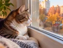Думаете, кошка весь день скучает у окна? Учёные раскрыли, чем на самом деле занят питомец, пока вы на работе