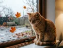 Грустит ли ваша кошка, когда вы покидаете дом? Ответьте на 5 вопросов и узнайте