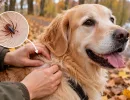 На улице уже холодно, а клещи ещё не спят: когда осенью можно прекращать обработку собаки
