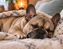 С утра не просятся на улицу, а выбирают поспать: 4 породы собак, с которыми не придется часами гулять каждый день