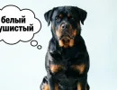 На вид - цербер, но в душе одуванчик: 5 пород собак с мягким характером - на внешность не смотрим