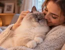 Растопят даже самое ледяное сердце: 4 породы кошек с характером «сахарного зефира»