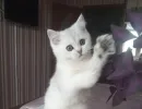 Кошки, которым мало миски и лежанки: эти три породы устроят вам проверку на прочность