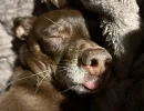 С высунутым языком и на подушке. 5 фото моего тойчика Тимоши, который смешно спит
