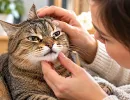 Смотрите на мордочку, а не на хвост: как по шкале кошачьих гримас за 5 секунд понять, что у кота что-то болит