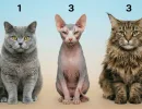 Королевских ли вы кровей? Выберите 1 кошку из трех - психологический тест на ваш потенциал