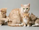 Когда отнимать котят от матери и отдавать новым хозяевам