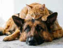 5 пород собак, готовых делить лежанку и миску с вредными кошками