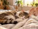 Кошка упорно спит только у ваших ног: причина совсем не в тепле — и многих она удивит