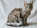 5 пород кошек, которые почти не линяют: меньше чистить одежду и убираться