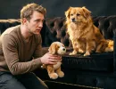 7 ранимых пород собак, которым грубость противопоказана - не простят даже с вкусняшкой