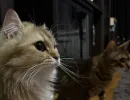 Какие 3 породы кошек сводят с ума: хаос в квартире, ор и лавина энергии — спокойствия не видать