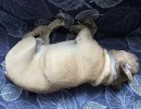Добрые лежебоки: 4 породы собак, которые любят полежать - долго гулять не нужно