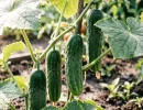 На «Кураж» и «Герман» даже не смотрю: сажаю эти 2 сорта огурцов – радуюсь урожаю до самого октября