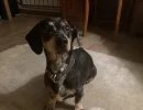 Как приучить собаку не бояться грумера
