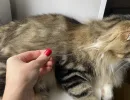 Из всех схем помогла одна: как лечить лишай у котят - эффективно и быстро