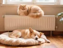 Как включают батареи - слежу за собакой и кошкой: скрытая опасность горячего радиатора