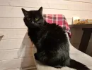 5 самых умных кошек в мире, которые оставят хозяина в дураках - рейтинг пород