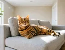 Никаких клочков шерсти в квартире: 5 кошек для поклонников чистоты - ни ворсинки, ни пылинки