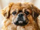 Какие собаки - ходящая катастрофа: 4 породы, которые не стоит заводить без опыта
