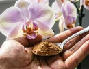1 щепотка пряности - даже гнилая орхидея зацветет: спасаем корни от гнили
