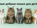 Самые добрые кошки для детей: 10 пород, которые хорошо подходят семье