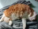 Какие породы кошек идеальны для квартиры: топ-5 порядочных и советы по дрессировке