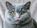 10 недостатков британских кошек - хозяева молчат, в питомнике не скажут