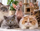 Породистый не значит здоровый: какие проблемы чаще достаются кошкам вместе с внешностью