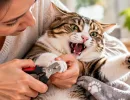 Кот вырывается и царапается? Как подстричь когти без боя – простой план из 3 шагов