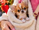 Кажется, что поместятся в карман: 7 самых маленьких пород собак — одна весит меньше кошки