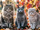 Какой вы осенний месяц? Выберите кошку и мы расскажем про ваш характер
