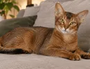 Кошки, которым нужна не только еда и диван: топ-3 породы, требующие внимания