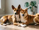 Эти собаки - золото с хвостиком: три породы для тех, кто обожает животных, но не переносит бардак