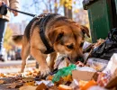 Собака на прогулке превращается в «пылесос» и несётся к помойке: кинолог назвал 1 скрытую ошибку хозяев