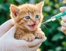 Как понять, что у кошки и собаки глисты: 5 основных симптомов и профилактика