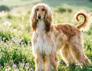 Названы 4 породы красивых собак с великолепной шерстью и добрым сердцем