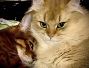 Для игр, общения и спасения от одиночества:  пять пород кошек, которые обожают хозяев