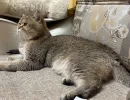 В каком возрасте стерилизовать кошку? Точный ответ ветеринаров, и как подготовить