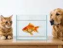 Какой у вас тип личности: выберите животное — экспресс-тест по психологии ответит на вопрос