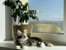 Тишина, порядок и никаких ободранных диванов: 4 породы кошек, которые созданы для жизни в квартире
