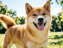 Какие собаки самые жизнерадостные: эксперты назвали семь пород