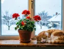 Герани в октябре - срочно: 2 капли в воду - и куст превращается в пышный шар с шапками цветов