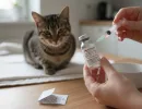 «Амоксициллин» для кошек: инструкция по применению