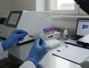 Анализ крови у кошек: расшифровка
