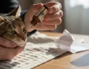 «Анандин» для кошек: инструкция по применению