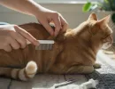 Кошачья блоха: как избавиться?