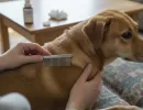 Собачья блоха: как избавиться?